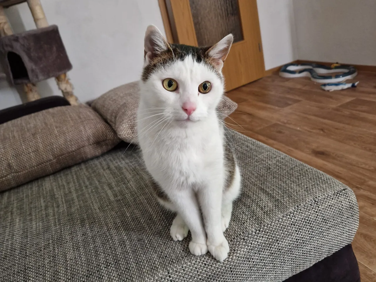Charly im neuen Zuhause