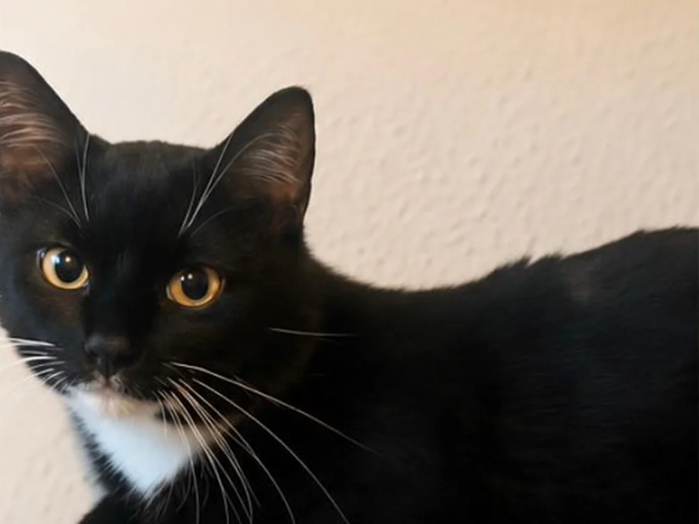 Monchi im neuen Zuhause