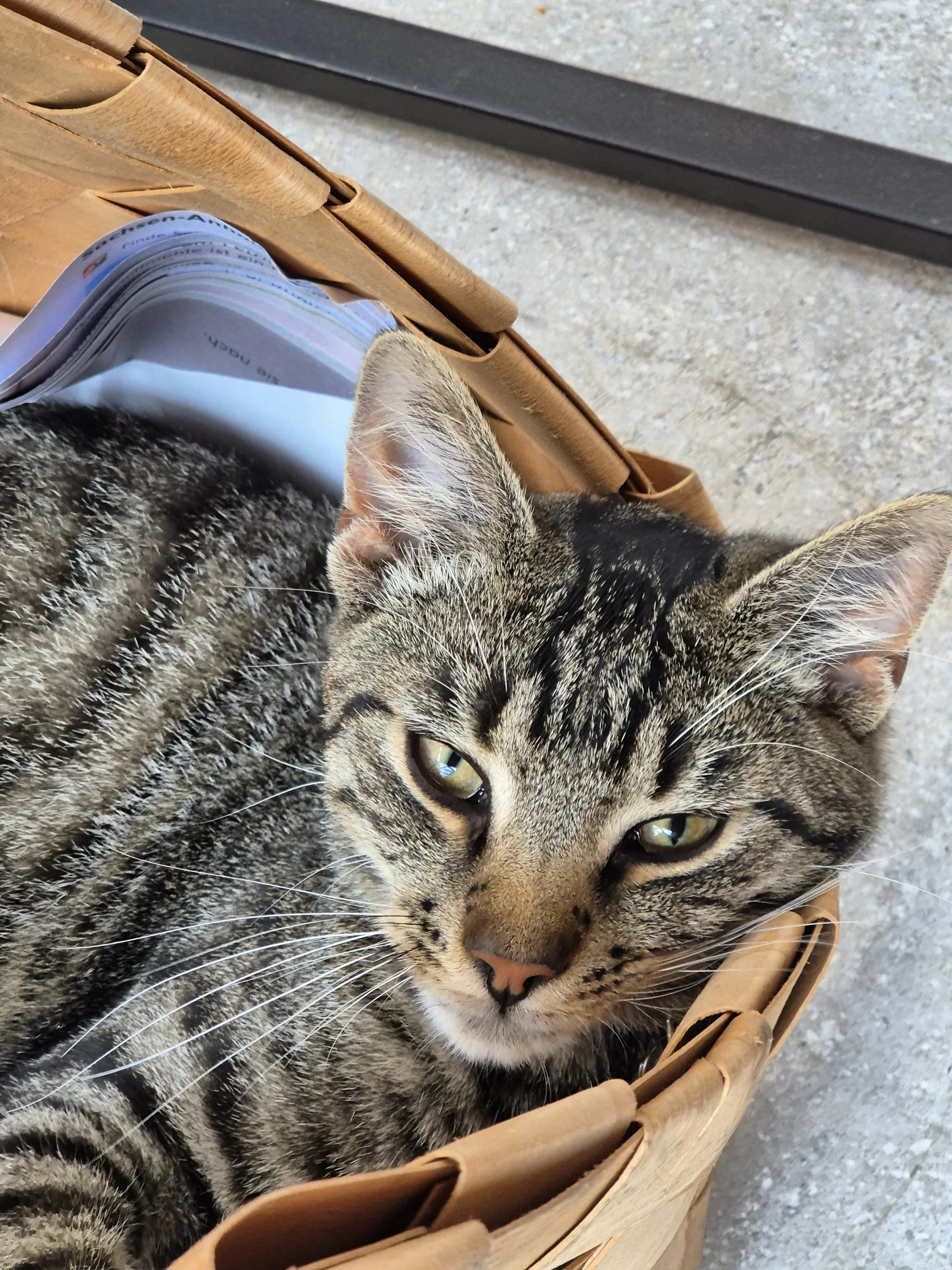 Getigerte Katze entspannt in einem Korb