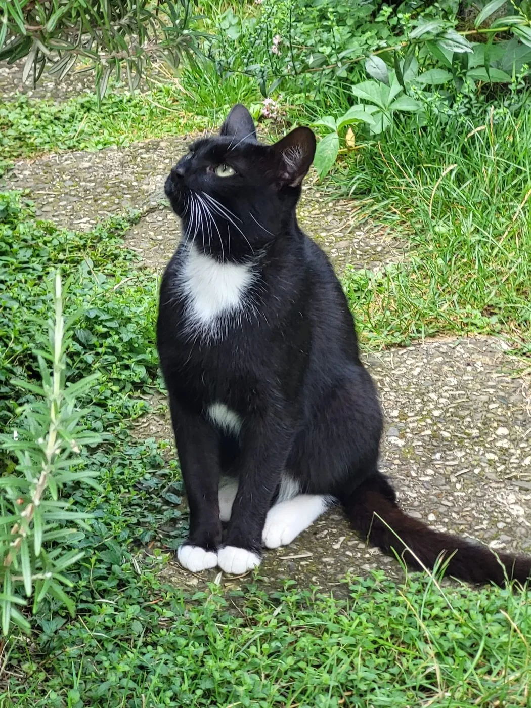 Zauberhafte Mieze