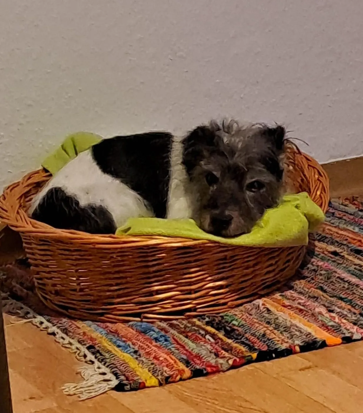 Miro
