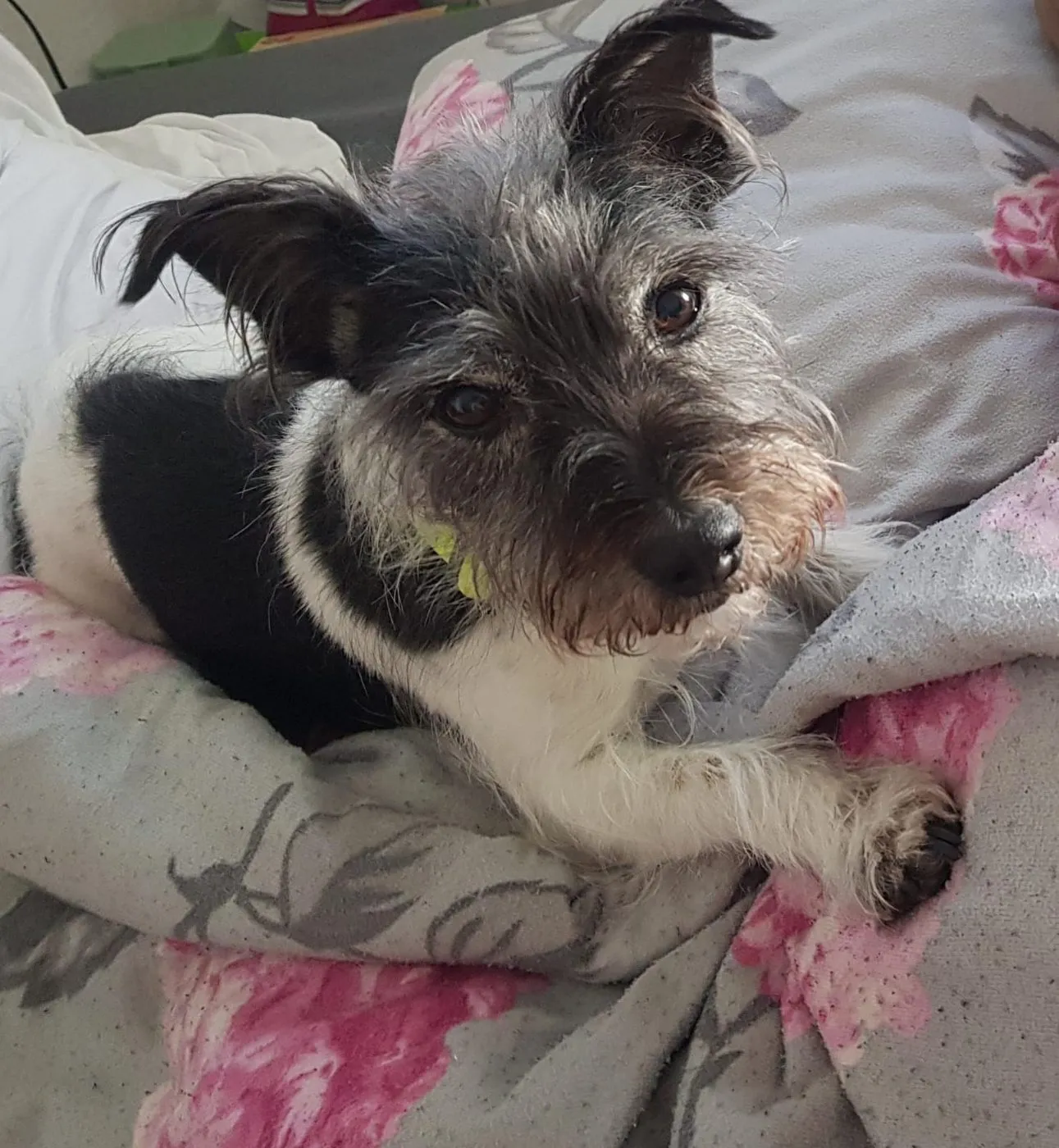 Miro, Foto 4