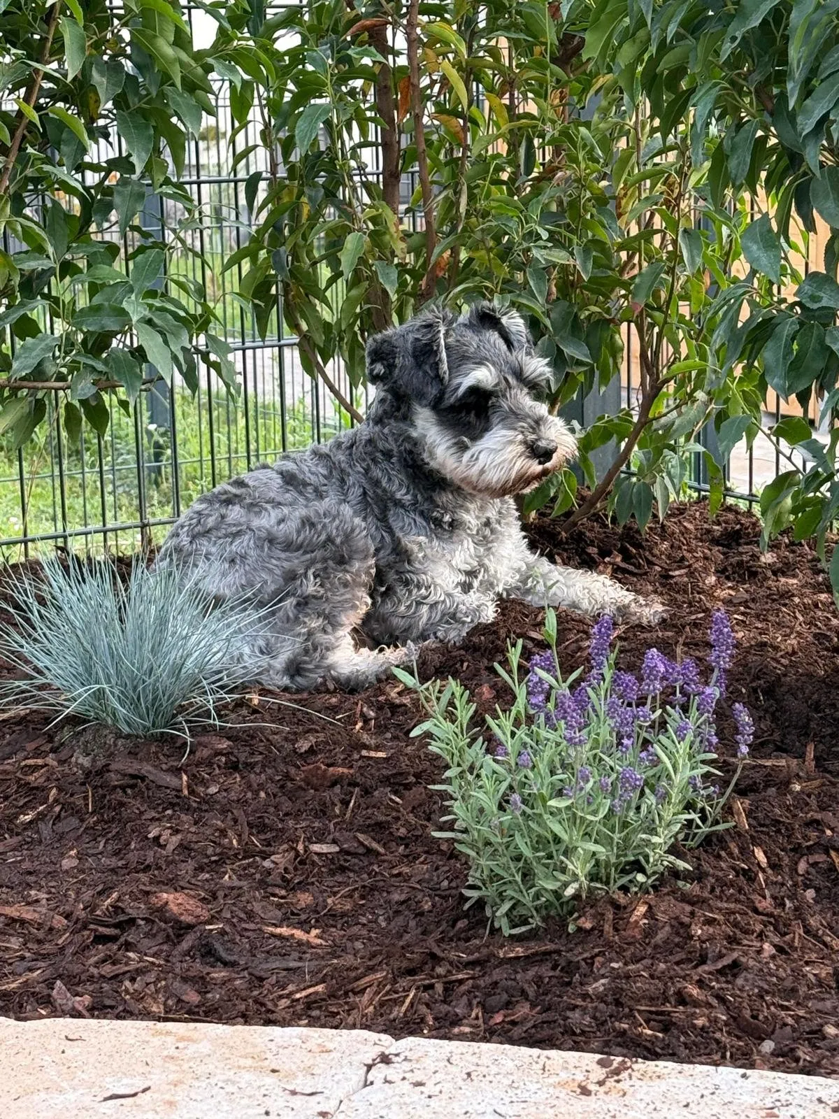 Rocco, Foto 1