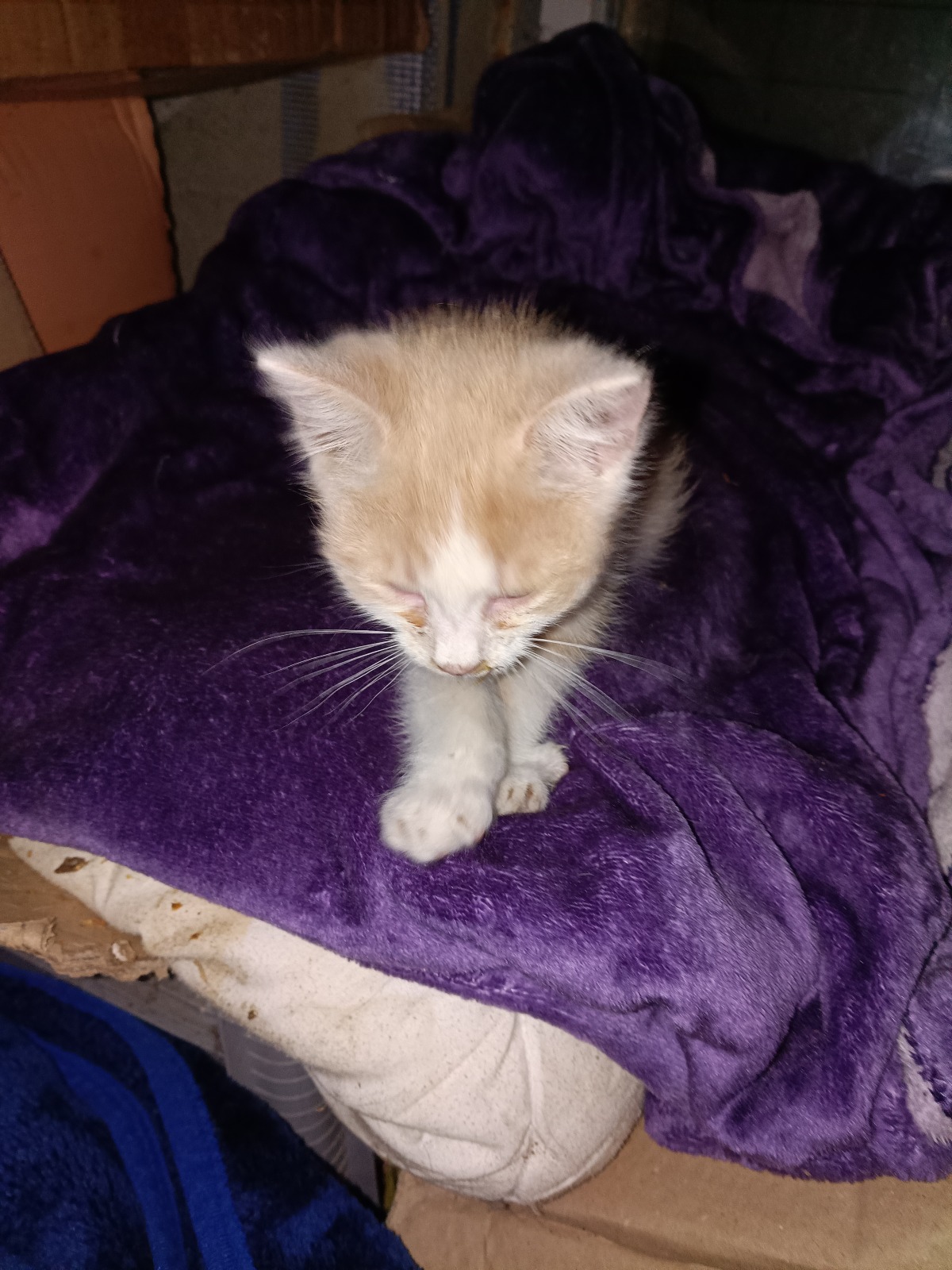 Timmy, Foto 1