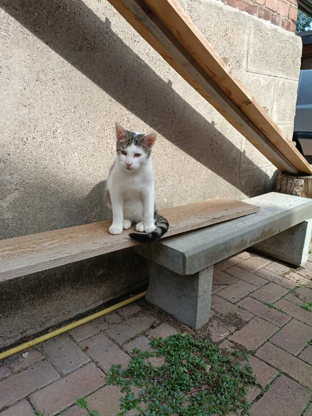 Kitty und ihre Geschwister, Foto 1